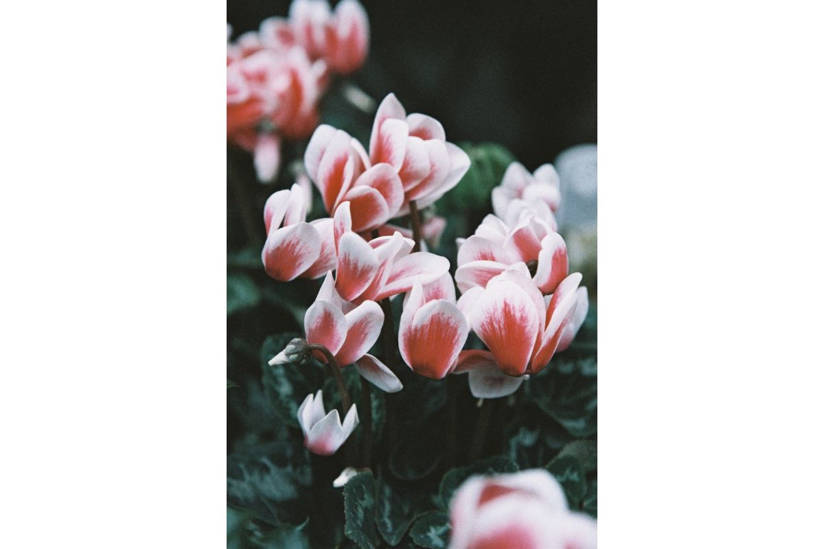 Lomography LomoChrome '92 35mm Colour Film