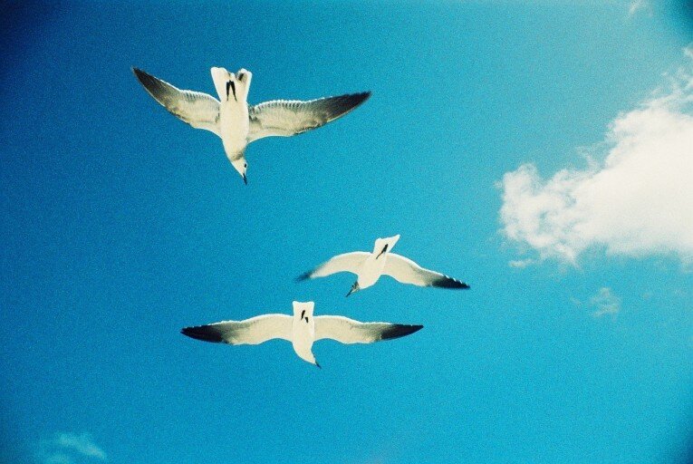 BRAND NEW - BOXED LOMOGRAPHY La Sardina Camera (8 Ball Edition)