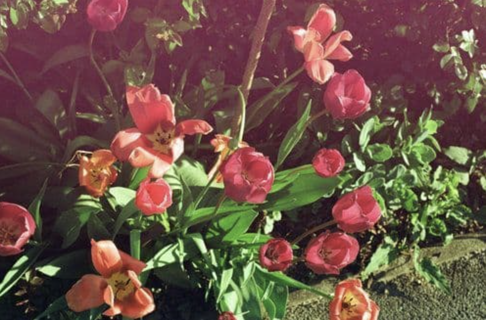 KONO! Mirage ISO 200 35mm 24 Exposure  Experimental Colour Film