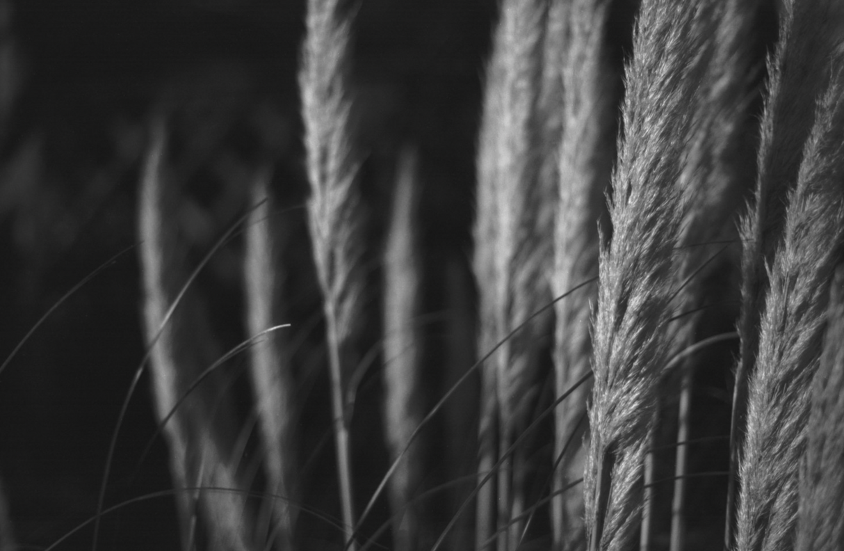 Lomography Babylon 13 - 35mm Black and White 36 Exposure Film