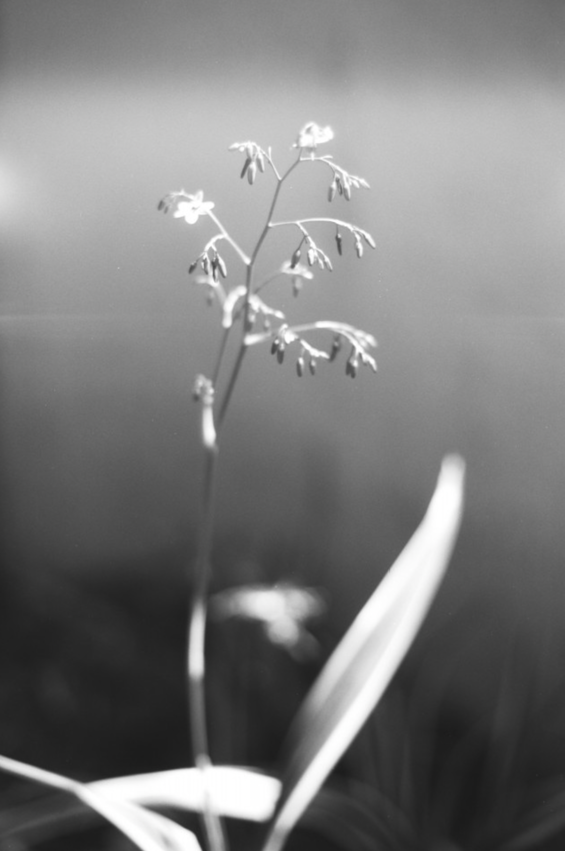 Lomography Babylon 13 - 35mm Black and White 36 Exposure Film