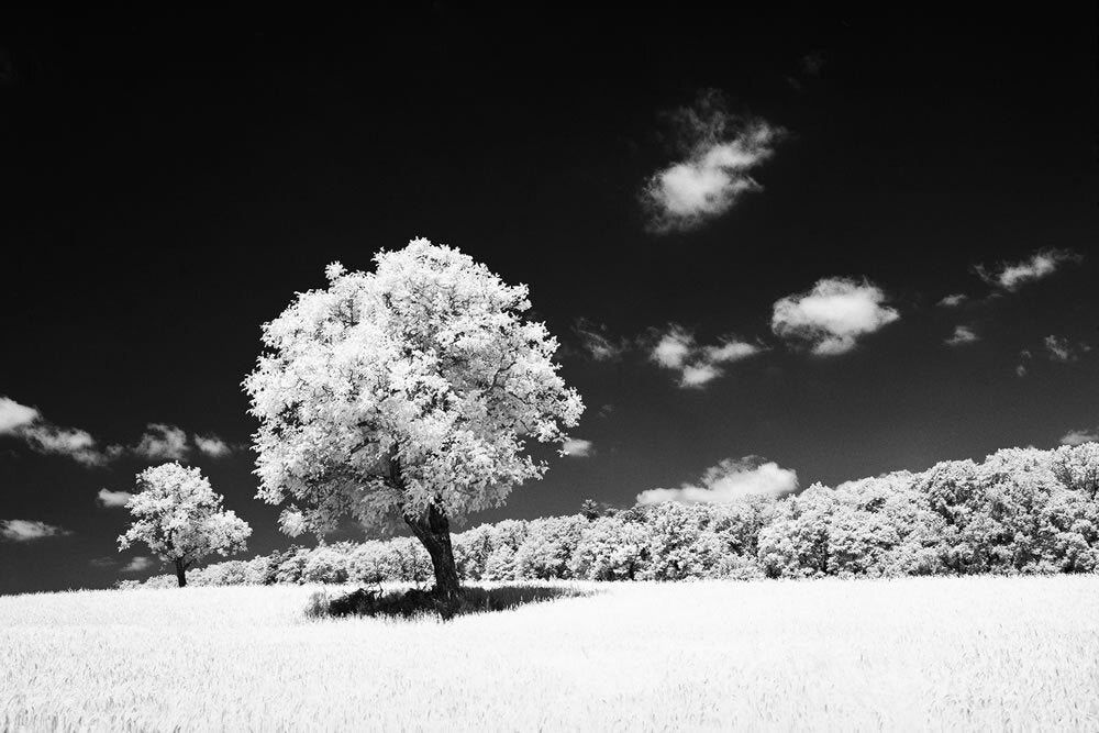 Rollei Infrared Black and White 35mm 36 Exposure Film